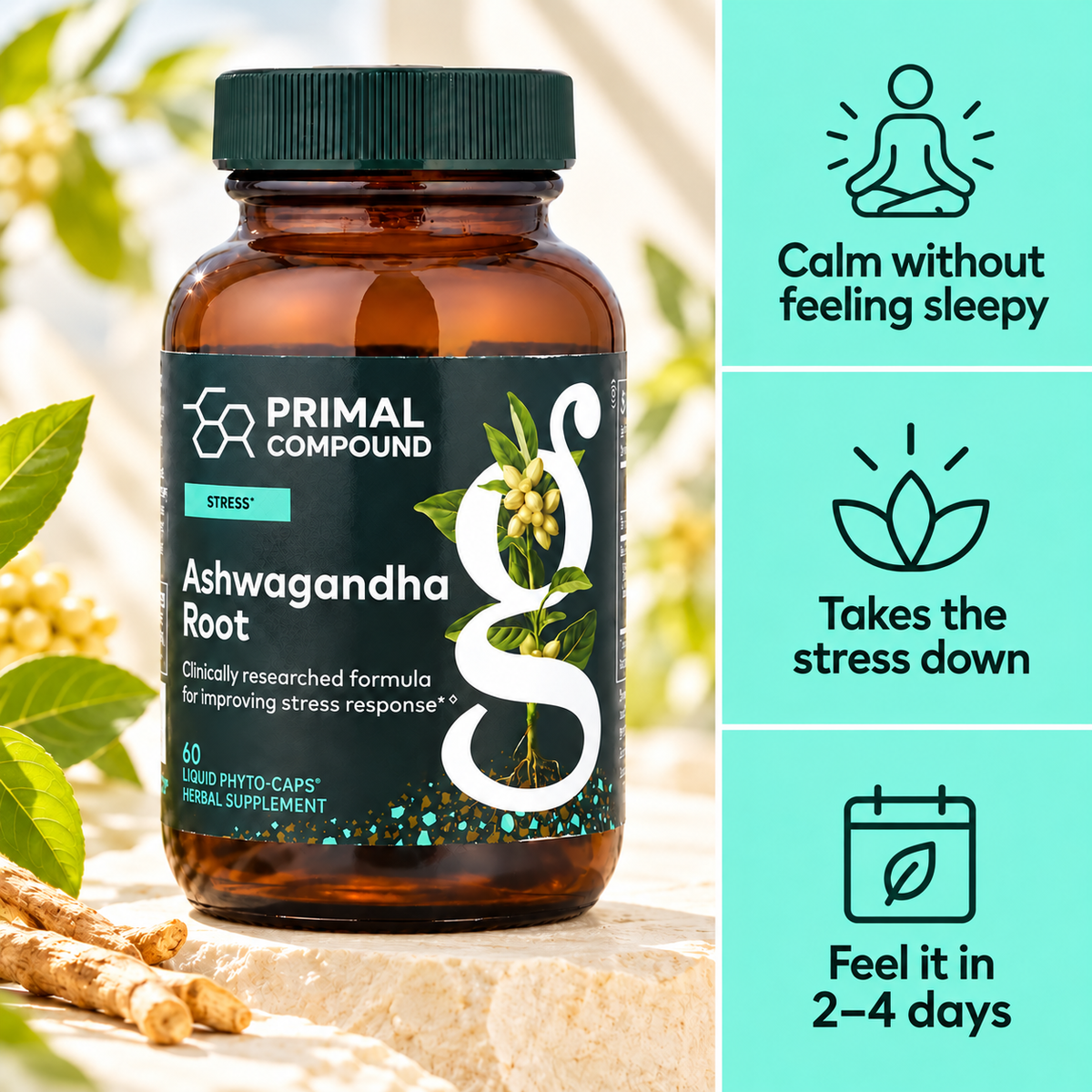 Ashwagandha Root – Calm & Stress Support